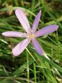 Colchicum autumnale - ocún jesenní - květ - 23.9.2006 - Lanžhot (BV) - Louka u zámečku Lány