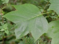 Liriodendron tulipifera - liliovník tulipánokvětý - list - 5.7.2003 - Průhonice (PZ) - zámecký park