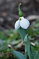 Galanthus elwesii - sněženka - celá rostlina - 17.2.2007 - Lanžhot (BV) - soukromá zahrada