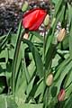 Tulipa Red Impression - tulipán Red Impression - celá rostlina - 21.4.2010 - Praha (PH) - Botanická zahrada Praha Trója