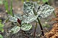 Trillium cuneatum - trojčet - celá rostlina - 2.4.2011 - Lanžhot (BV) - soukromá zahrada