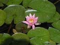 Nymphaea Pink Opal - leknín - celá rostlina - 8.8.2004 - Lanžhot (BV) - soukromá zahrada