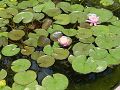 Nymphaea Pink Opal - leknín - celá rostlina - 8.8.2004 - Lanžhot (BV) - soukromá zahrada