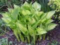 Hosta fortunei Albopicta - bohyška Albopicta - celá rostlina - 8.5.2006 - Lanžhot (BV) - soukromá zahrada