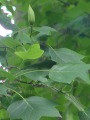 Liriodendron tulipifera - liliovník tulipánokvětý - květ - 5.7.2003 - Průhonice (PZ) - zámecký park