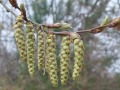 Carpinus betulus - habr obecný - květ - 11.4.2003 - Lanžhot (BV) - louka u zámečku Lány