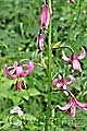 Lilium martagon - lilie zlatohlavá - celá rostlina - 5.7.2011 - Slovensko - Vrátná dolina, Malá Fatra