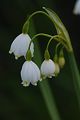 Leucojum aestivum - bledule letní - květ - 17.4.2005 - Lanžhot (BV) - soukromá zahrada