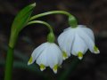 Leucojum vernum - bledule jarní - květ - 4.3.2007 - Lanžhot (BV) - soukromá zahrada