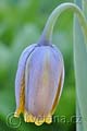 Fritillaria uva-vulpis - řebčík - květ - 11.4.2011 - Lanžhot (BV) - soukromá zahrada