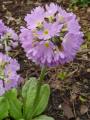 Primula denticulata - prvosenka - celá rostlina - 17.4.2005 - Lanžhot (BV) - soukromá zahrada