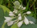 Hosta Tokudama Flavocircinalis - bohyška Tokudama Flavocircinalis - květ - 18.6.2006 - Lanžhot (BV) - soukromá zahrada