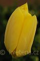 Tulipa fosteriana Yellow Emperor - tulipán  Fosterův Yellow Emperor - květ - 31.3.2007 - Lanžhot (BV) - soukromá zahrada