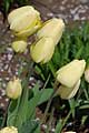 Tulipa Ivory Floradale - tulipán Ivory Floradale - květ - 21.4.2010 - Praha (PH) - Botanická zahrada Praha Trója