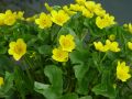 Caltha palustris - blatouch bahenní - celá rostlina - 17.4.2005 - Lanžhot (BV) - soukromá zahrada