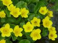 Caltha palustris blatouch bahenní