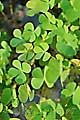 Marsilea quadrifoliata - marsilka čtyřlistá - celá rostlina - 11.6.2007 - Praha (PH) - Botanická zahrada UK Praha