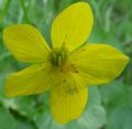 Caltha palustris - blatouch bahenní - květ - 9.5.2003 - Lanžhot (BV) - louka u roty na Lánech