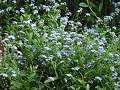 Myosotis palustris poměnka bahenní