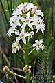 Menyanthes trifoliata - vachta trojlistá - květ - 24.4.2010 - Lanžhot (BV) - soukromá zahrada