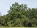 Fraxinus angustifolia - jasan úzkolistý - celá rostlina - 11.9.2004 - Lanžhot (BV) - Křenová, zadní louka u nové šutrovny