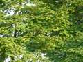 Acer circinatum - javor okrouhlolistý - větev - 12.8.2004 - Lednice (BV) - zámecká zahrada