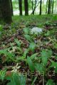 Allium ursinum - česnek medvědí - lokalita - 8.5.2007 - Lanžhot (BV) - Obora - Soutok