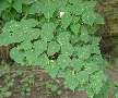 Acer crataegifolium - javor hloholistý - větev - 5.7.2003 - Průhonice (PZ) - zámecká zahrada