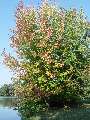 Acer sacharinum - javor stříbrný - celá rostlina podzimní zbarvení - 27.9.2003 - Lednice (BV) - zámecká zahrada