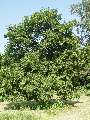 Acer campestre - javor polní - celá rostlina - 6.6.2003 - Lednice (BV) - zámecký park