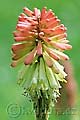 Kniphofia galpinii - mnohokvět Galpiniho - květ - 16.6.2010 - Praha (PH) - Botanická zahrada UK Praha