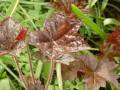 Heuchera micrantha Palace Purple - dlužicha Palace Purple - list - 15.5.2006 - Lanžhot (BV) - soukromá zahrada