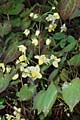 Epimedium ×versicolor - škornice - celá rostlina - 24.4.2010 - Lanžhot (BV) - soukromá zahrada