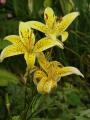 Lilium Yellow Electric - lilie Yellow Electric - celá rostlina - 2.7.2006 - Lanžhot (BV) - soukromá zahrada