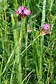 Dianthus armeria - hvozdník svazčitý - celá rostlina - 24.5.2008 - Lanžhot (BV) - Košarské louky