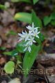 Allium ursinum - česnek medvědí - celá rostlina - 8.5.2007 - Lanžhot (BV) - Obora - Soutok