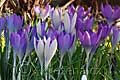 Crocus tommasinianus - šafrán Tommasiniho - celá rostlina - 11.2.2007 - Lanžhot (BV) - soukromá zahrada