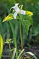 Trillium grandiflorum - trojčet - celá rostlina - 20.4.2009 - Lanžhot (BV) - soukromá zahrada