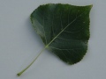 Populus x canadensis topol kanadský