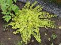 Lysimachia nummularia Aurea - vrbina penízková Aurea - celá rostlina - 2.7.2004 - Lanžhot (BV) - soukromá zahrada