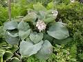 Hosta sieboldiana 'Elegans' bohyška 'Elegans'