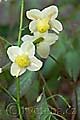 Epimedium ×versicolor - škornice - květ - 24.4.2010 - Lanžhot (BV) - soukromá zahrada