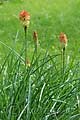 Kniphofia galpinii - mnohokvět Galpiniho - celá rostlina - 16.6.2010 - Praha (PH) - Botanická zahrada UK Praha