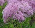 Thalictrum aquilegifolium  'Purpureum' žluťucha orlíčkolistá  'Purpureum'