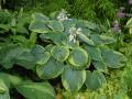 Hosta Tokudama Flavocircinalis - bohyška Tokudama Flavocircinalis - celá rostlina - 18.6.2006 - Lanžhot (BV) - soukromá zahrada