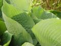 Hosta sieboldiana Elegans - bohyška Elegans - list - 14.5.2006 - Lanžhot (BV) - soukromá zahrada