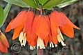 Fritillaria imperialis Aurora - řebčík královský Aurora - květ - 8.4.2011 - Lanžhot (BV) - soukromá zahrada