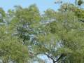 Gleditschia triacanthos dřezovec trojtrnný
