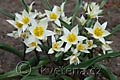 Tulipa turkestanica - tulipán turkestánský - celá rostlina - 29.3.2008 - Lanžhot (BV) - soukromá zahrada