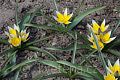 Tulipa tarda - tulipán pozdní - celá rostlina - 8.4.2007 - Lanžhot (BV) - soukromá zahrada